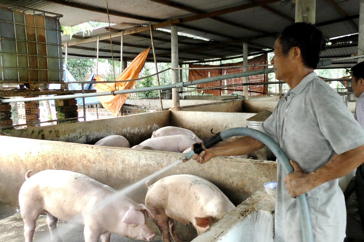 Ngành chăn nuôi vẫn đang phụ thuộc nguồn nguyên liệu thức ăn chăn nuôi nhập khẩu.
