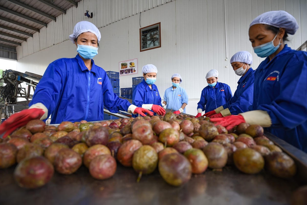 Các doanh nghiệp đang rất chủ động trong sản xuất, chế biến các mặt hàng xuất khẩu. Ảnh: Quang Vinh.