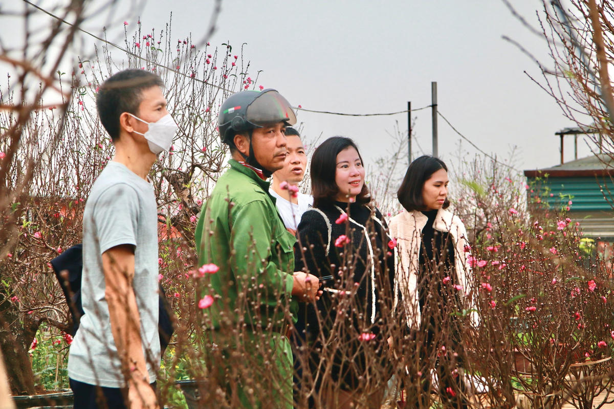 Nhiều người đến tận vườn để chọn những cành đào ưng ý.  