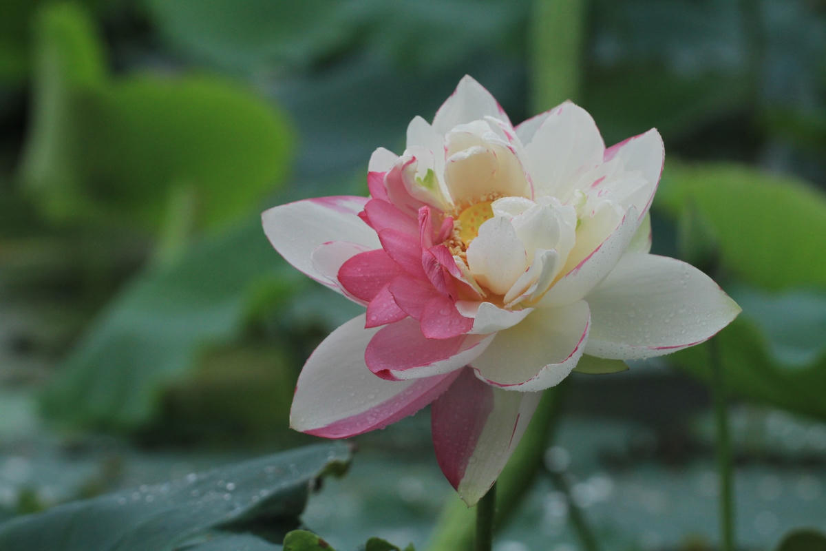 Bông sen nửa màu trắng, nửa màu hồng đột biến từ loài sen trắng viền hồng.  