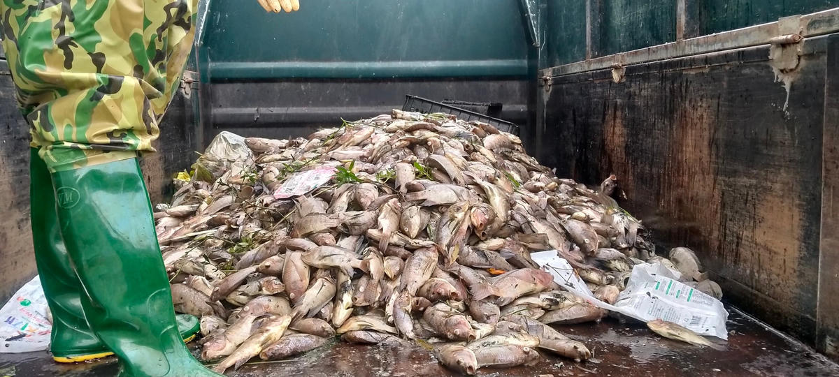 Sau khi vớt, số cá chết được đưa đi tiêu huỷ để đảm bảo môi trường.