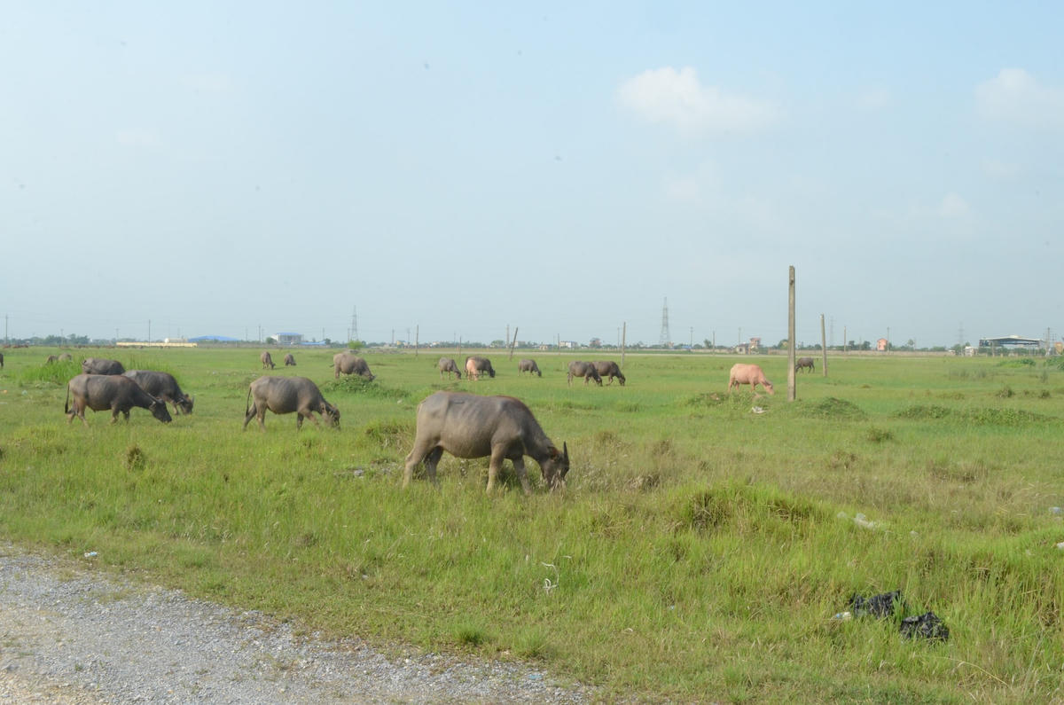 Khu công nghiệp Mỹ Trung (Nam Định) bị bỏ hoang trong nhiều năm qua.