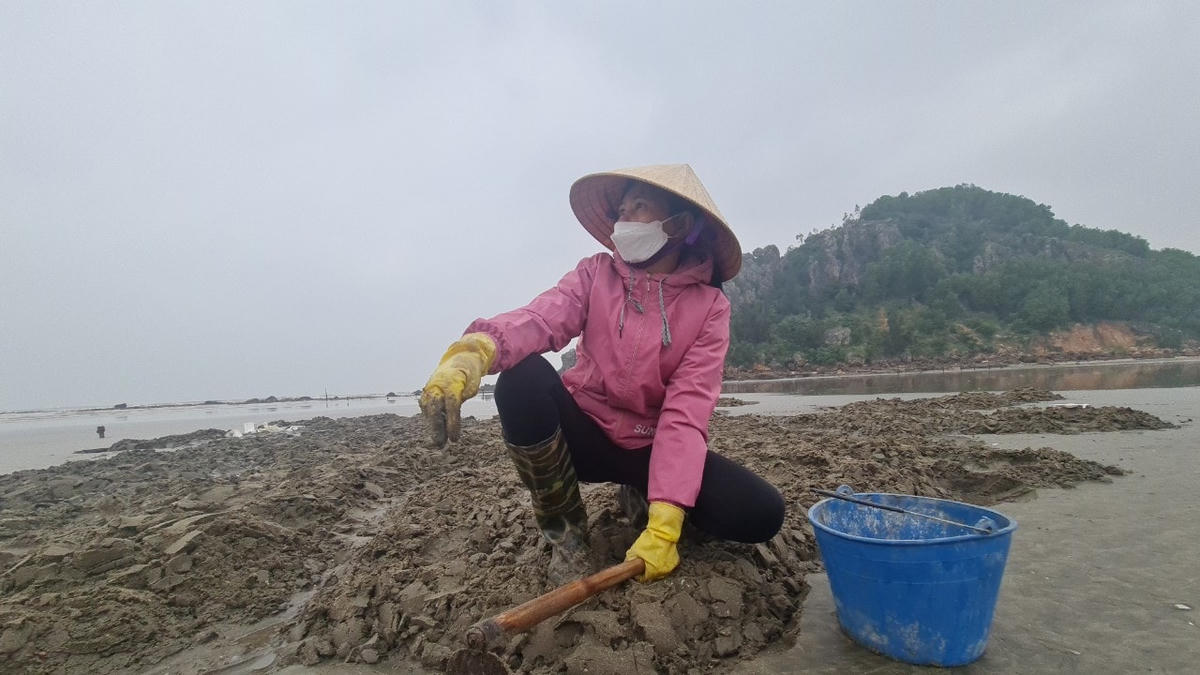 Bà Hồ Thị Ngân (xóm Chí Thành, xã Quỳnh Bảng) bới cát tìm ngao để kiếm hơn 100.0000 đồng/ngày.  