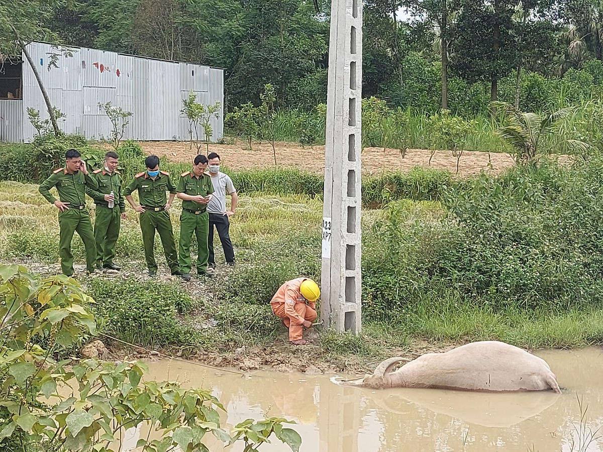 Lực lượng Công an và nhân viên ngành điện tiến hành xác định nguyên nhân con trâu bị chết.