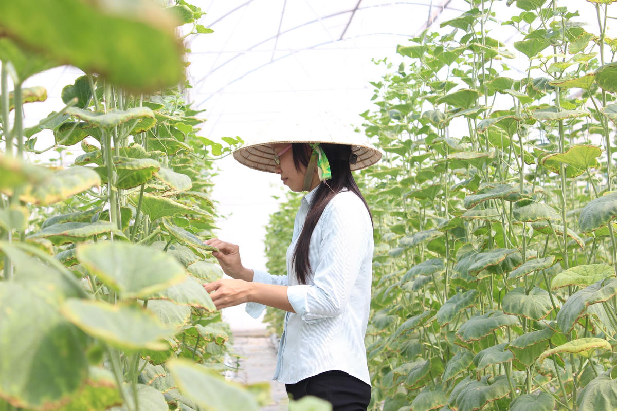 Nông nghiệp hữu cơ đang dần trở thành xu hướng.