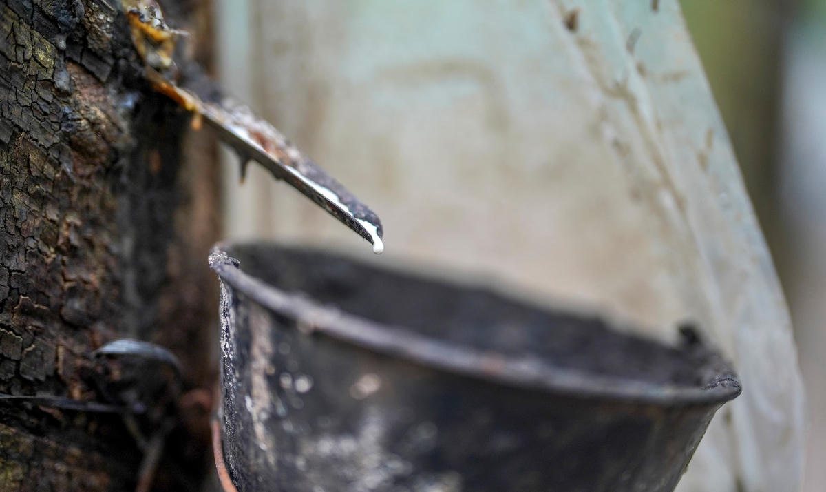 Dòng mủ cao su được ví như 