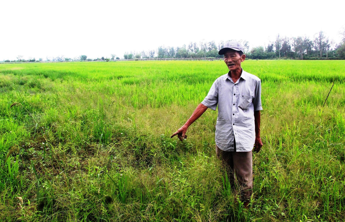 Ông Phạm Văn Hiến chỉ cánh đồng lúa thiếu nước tưới.