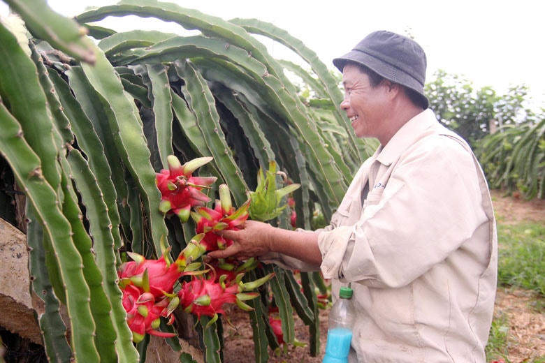 Vườn thanh long ruột đỏ của ông Bùi Trọng Cơ, huyện Lâm Hà, đang cho trái mùa thứ 2.