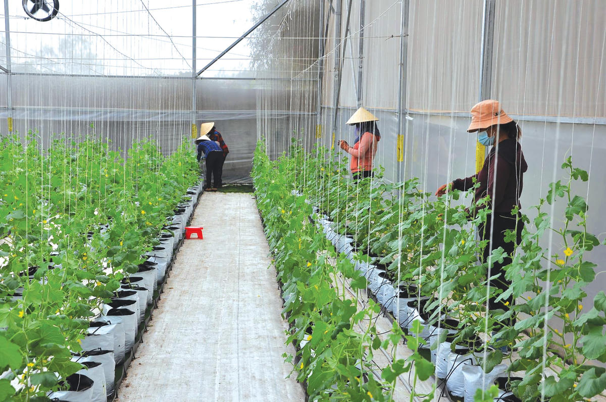 Doanh nghiệp đầu tư vào nông nghiệp còn khiêm tốn.  