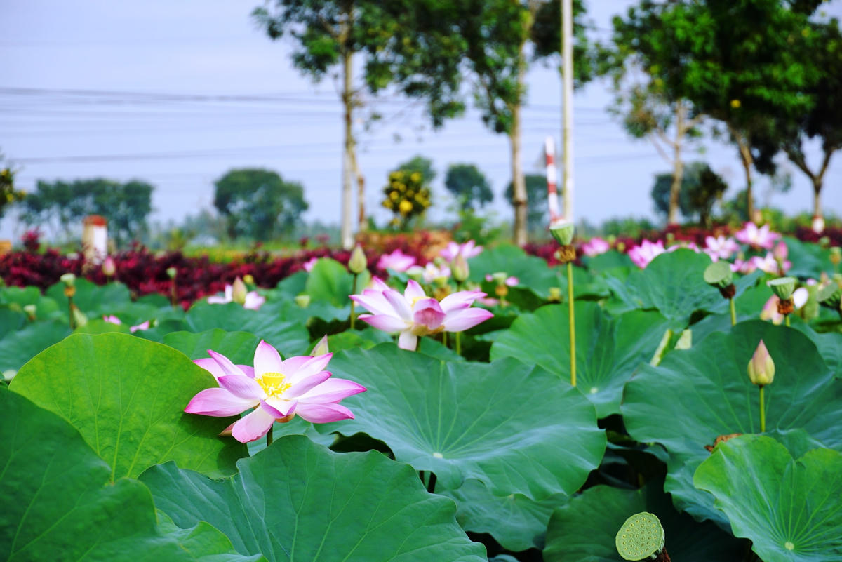 Cánh đồng sen hồng Lang Minh Farm rộng hơn 2.600m2. Trải qua 3 đợt thử nghiệm thất bại với nhiều giống, nhưng đến nay, giống sen hồng đặc trưng đã thích nghi với thổ nhưỡng của vùng đất Lang Minh. Ảnh: Mạnh Thìn.