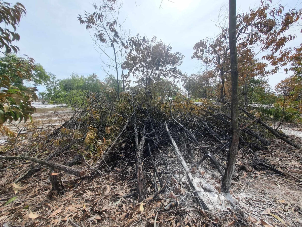 Cành cây, nhánh cây bị cháy đen sau buổi diễn tập. 