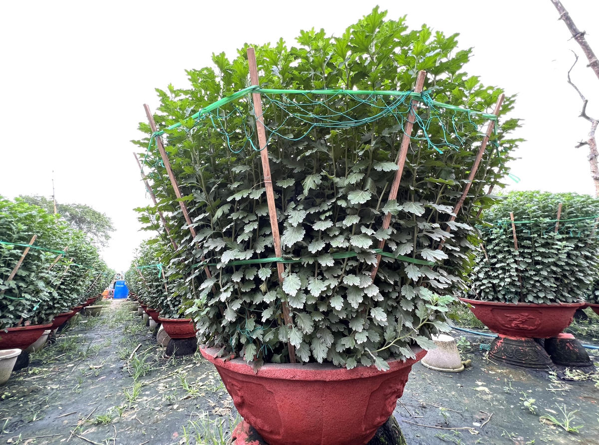 Những chậu hoa cúc có đường kính lớn giá tiền triệu.