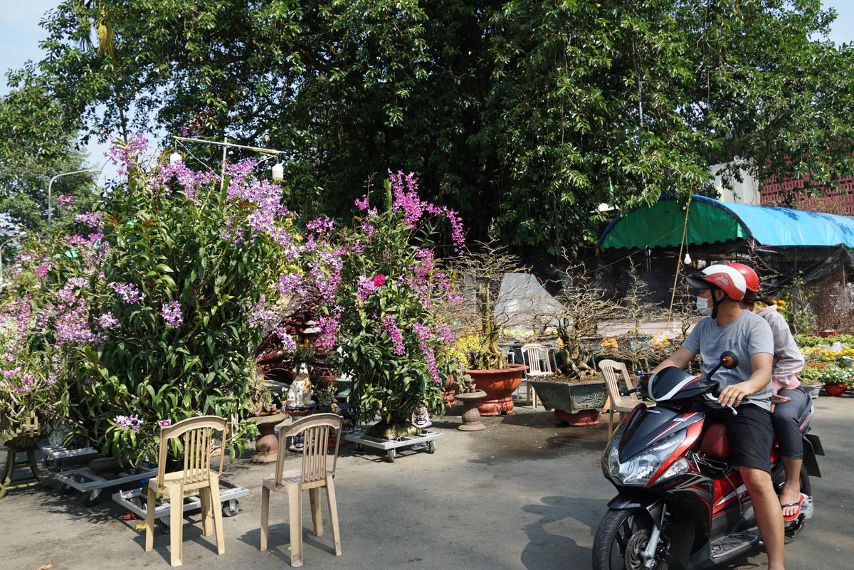 Nhiều chủ gian hàng kinh doanh hoa Tết nhận định, sức mua năm nay giảm có thể do ảnh hưởng của khó khăn kinh tế nói chung. Việc làm ngày càng khó khăn, cộng với thu nhập giảm sâu khiến người dân phải thắt lưng muộc bụng. Giảm những chi tiêu không cần thiết cũng là một cách để tiết kiệm chi phí trong dịp Tết. Đặc biệt, là việc chơi hoa thưởng Tết. Ảnh: Mạnh Thìn.