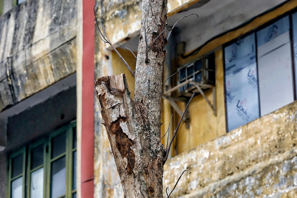 Nhiều thân cây đã có dấu hiệu bong tróc vỏ.