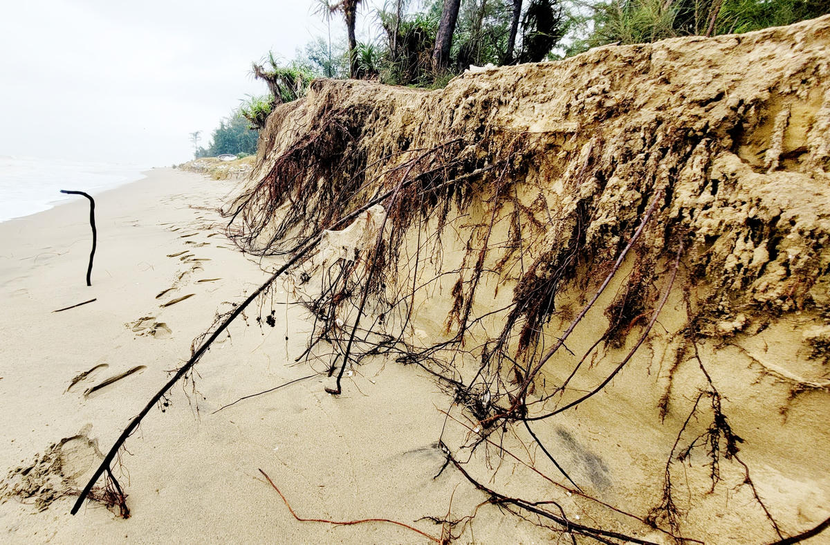 Người dân sinh sống tại xã Xuân Hội bày tỏ lo lắng khi triều cường, sóng biển đã và đang tiếp tục đánh gục rừng phi lao phòng hộ nguy cơ tiến sát vào tuyến đê chắn sóng.