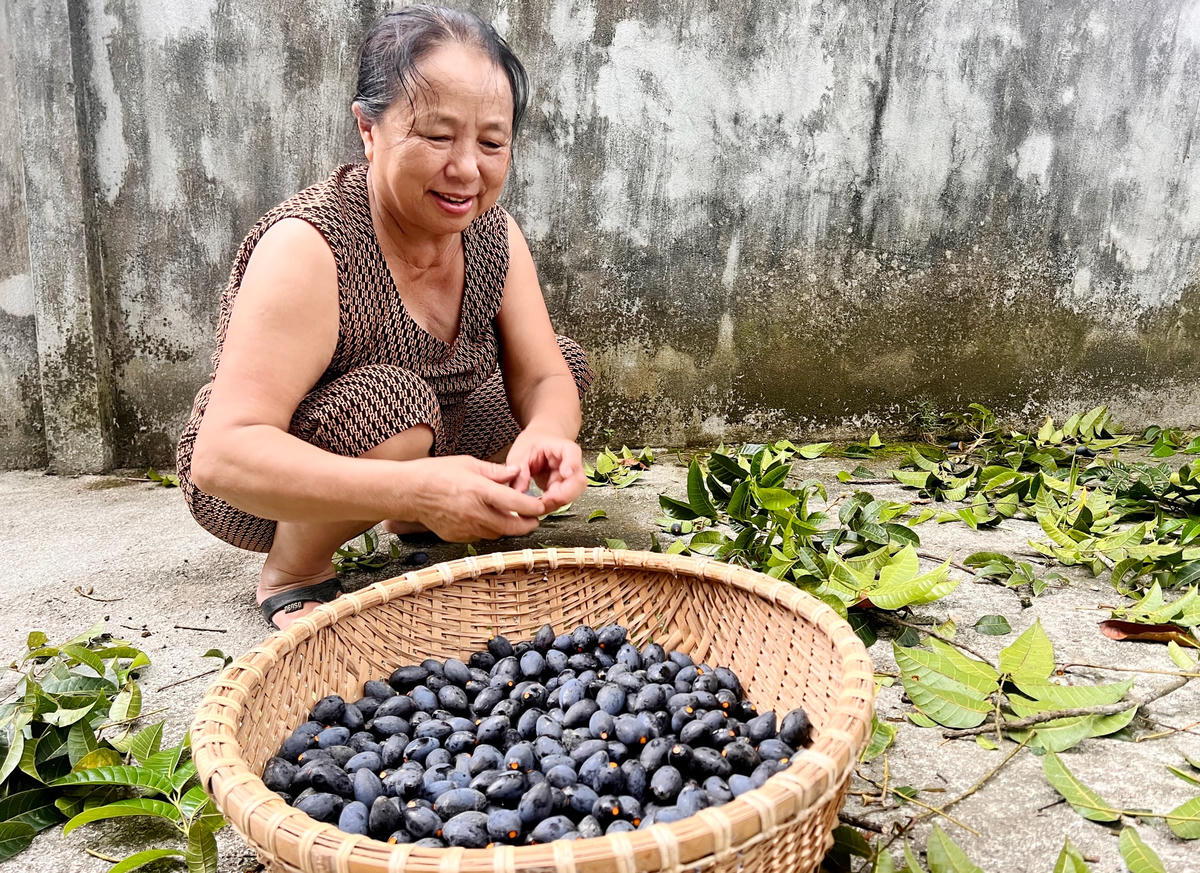 Bà Võ Thị Hương phấn khởi vì năm nay trám được mùa.