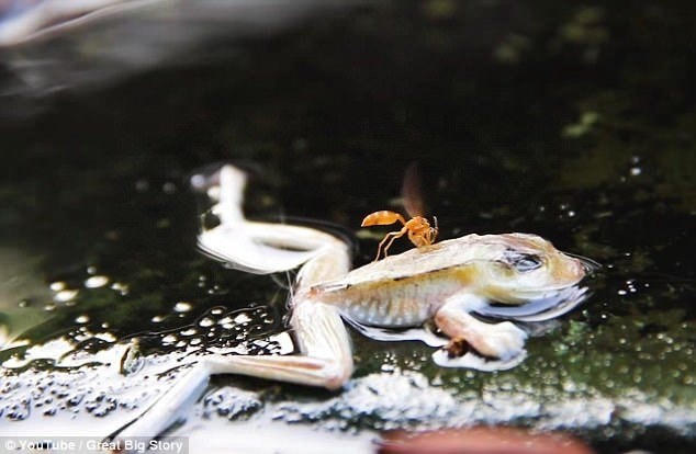Một con ếch vô tình rơi xuống dòng sông nước sôi. 