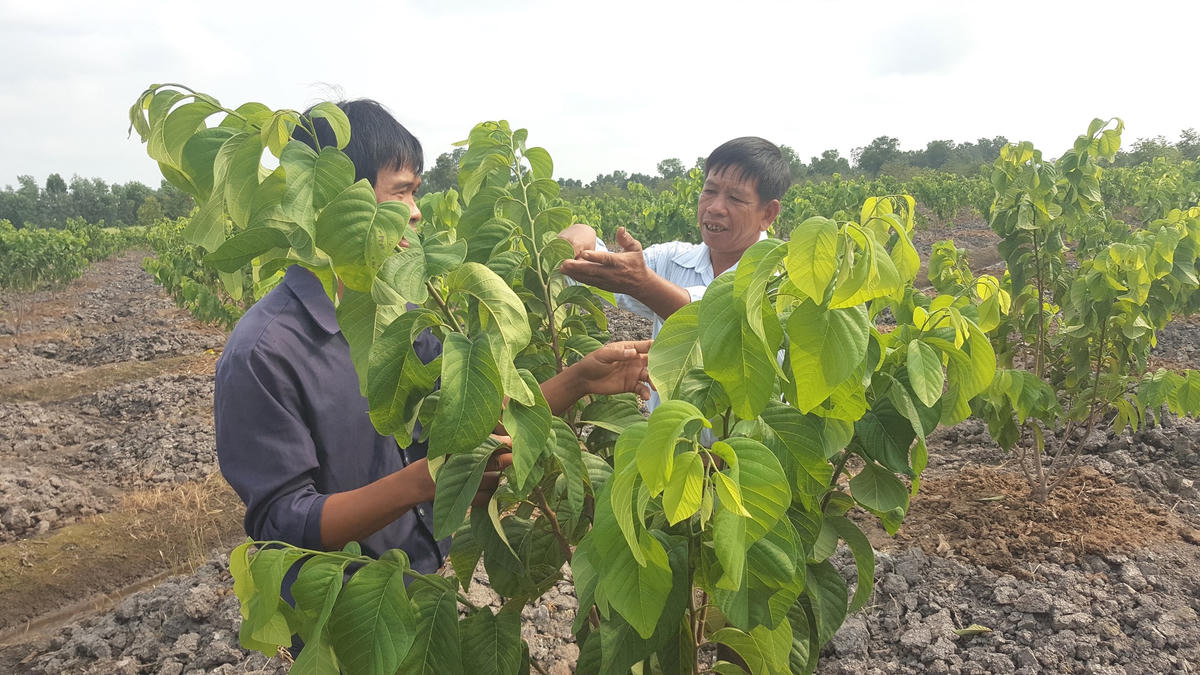 Đẩy mạnh áp dụng khoa học và công nghệ tiên tiến để tăng giá trị cho nông sản.