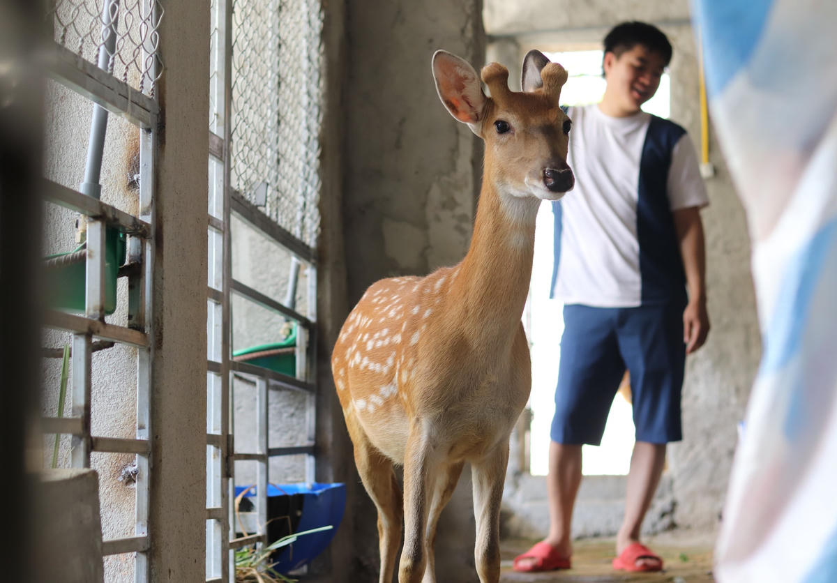 Theo anh Liên, hươu sao là con vật dễ nuôi, nhung (sừng) của nó có thể cho thu hoạch 1 năm 2 lần.