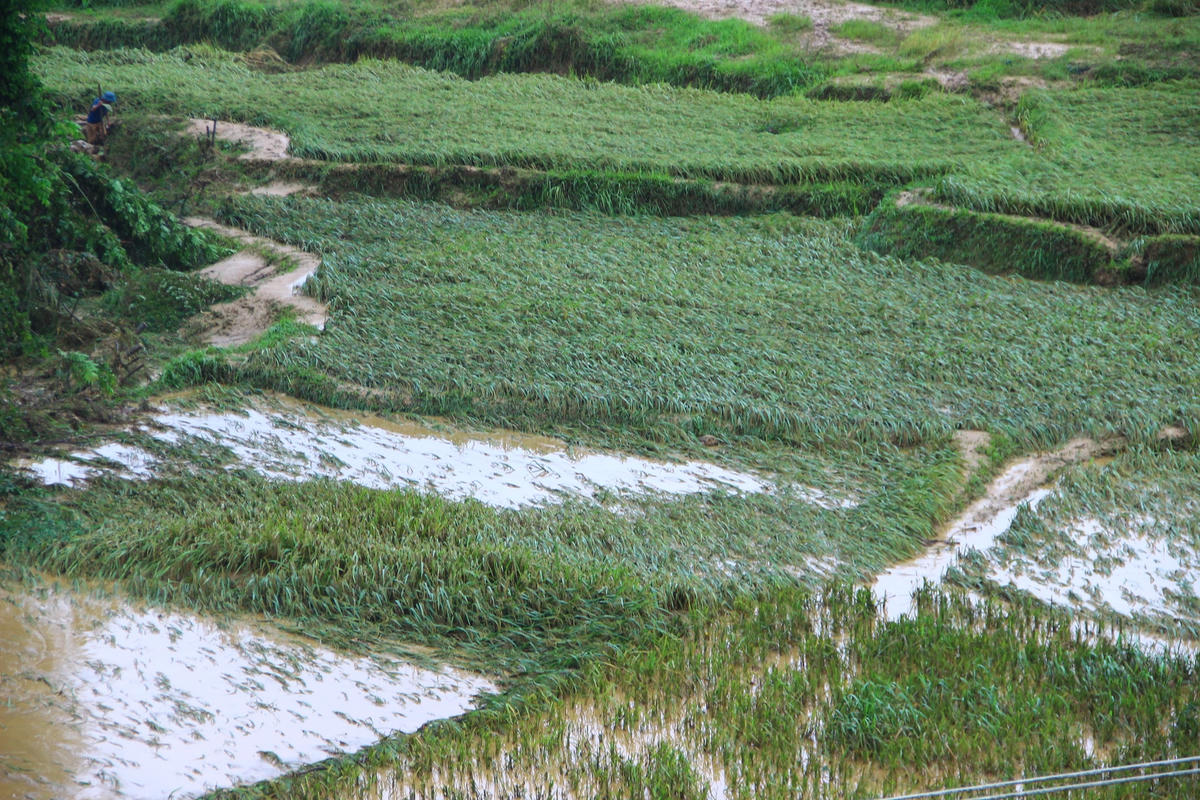 Đối với sản xuất nông nghiệp, tổng diện tích lúa bị thiệt hại 442 ha, mía 91,3 ha, sắn 4,1 ha...Thiệt hại ước tính hàng trăm tỷ đồng.