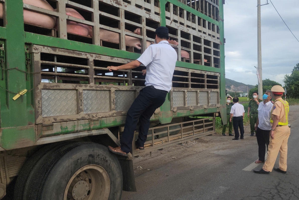 Kiểm tra xe tải chở 54 con heo không rõ nguồn gốc (1)