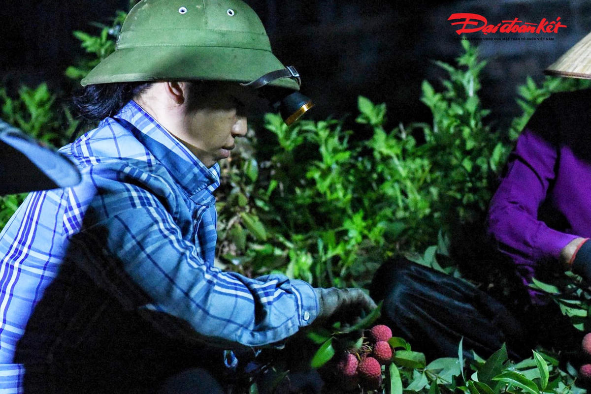 “Năm nay vải được mùa giá cả ổn định nên người dân trồng vải huyện Lục Ngạn rất phấn khởi”- ông Bình hồ hởi chia sẻ.