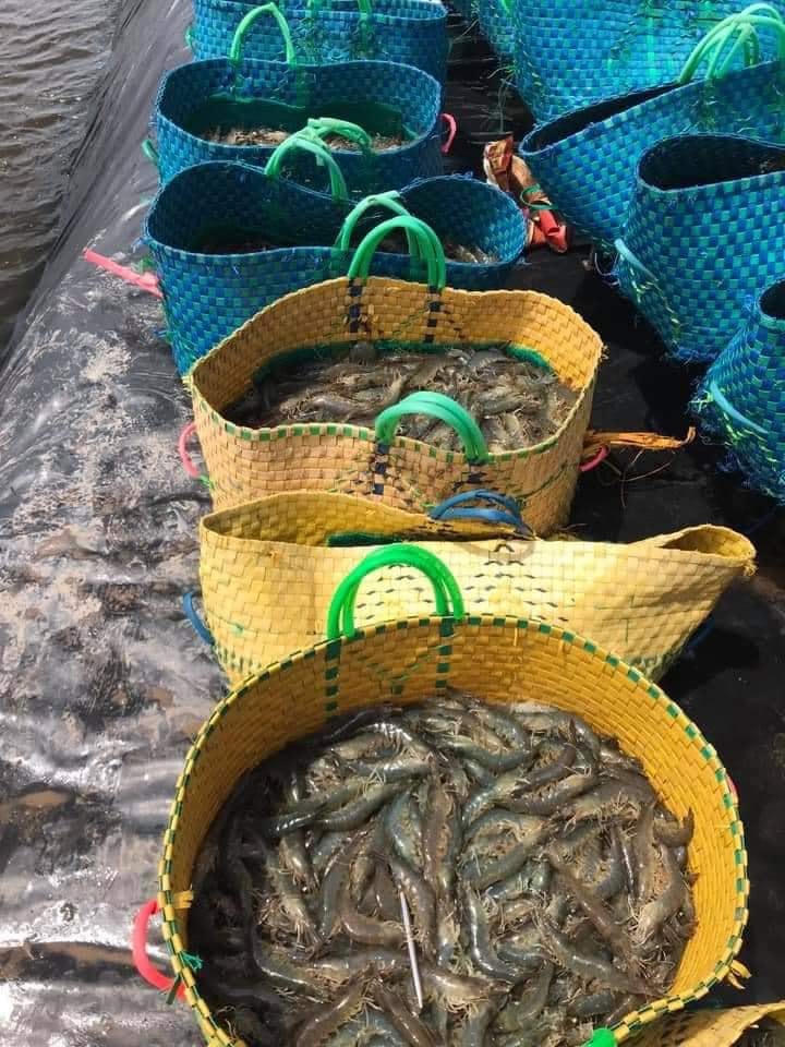 Tôm sú, tôm thẻ nguyên liệu liên tục bị rớt giá từ 20 - 25 ngàn đồng/kg so với thời điểm tháng 7 năm nay khiến người nuôi tôm lo lắng.