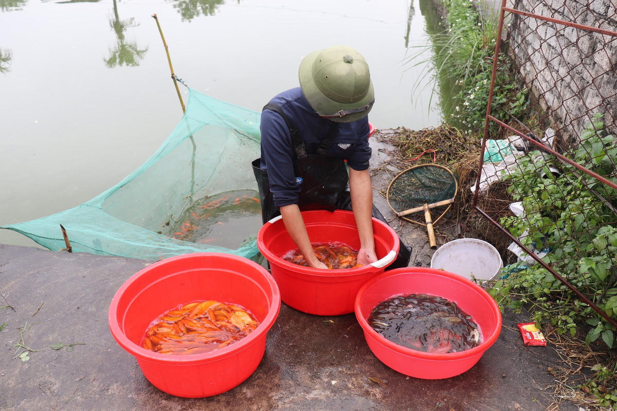 Trong đời sống văn hóa của người dân Việt Nam, ngày 23 tháng Chạp hằng năm là ngày ông Công, ông Táo về trời báo cáo những công việc năm qua ở hạ giới. Ngày này, người dân thường cúng tiễn ông Công, ông Táo bằng cá chép đỏ. Nắm bắt được nhu cầu đó, nhiều năm nay một số hộ dân trong tỉnh đã nuôi cá chép đỏ để sản xuất “phương tiện” cho ông Công, ông Táo về trời