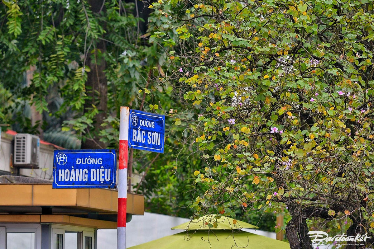 W_hoa_ban-le-khanh5.jpg