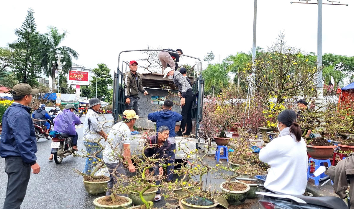Người dân mua chậu hoa mai về chưng Tết.