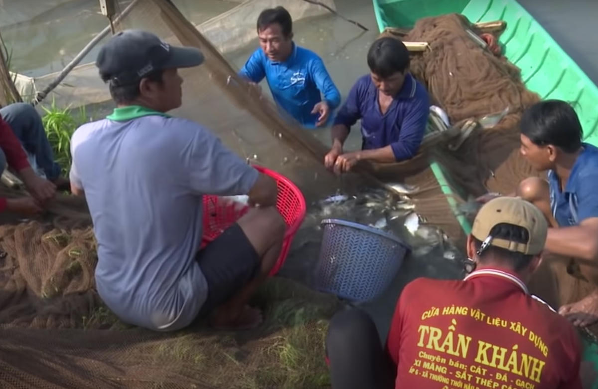 Mô hình 2 vụ lúa - 1 vụ cá đang cho thấy hiệu quả rõ rệt nhờ yếu tố thuận thiên, tận dụng mùa lũ ở Đồng Tháp.