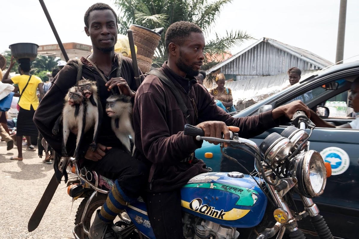 Những người thợ săn mang theo những con khỉ mà họ vừa săn được trong rừng ở Ipare, Bang Ondo, Nigeria.