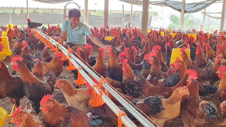 Áp lực giá thức ăn là trở ngại đối với người chăn nuôi.
