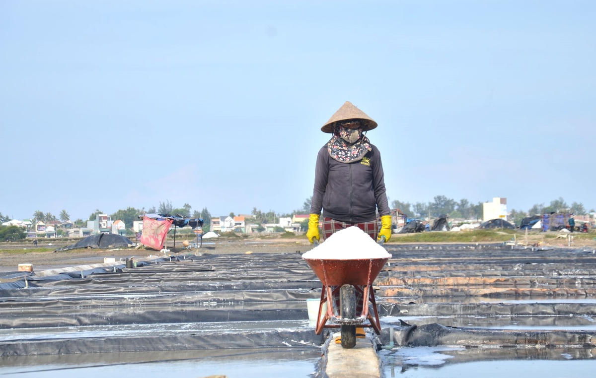 Diêm dân phường Phổ Thạnh dùng xe rùa đưa muối bán cho thương lái.