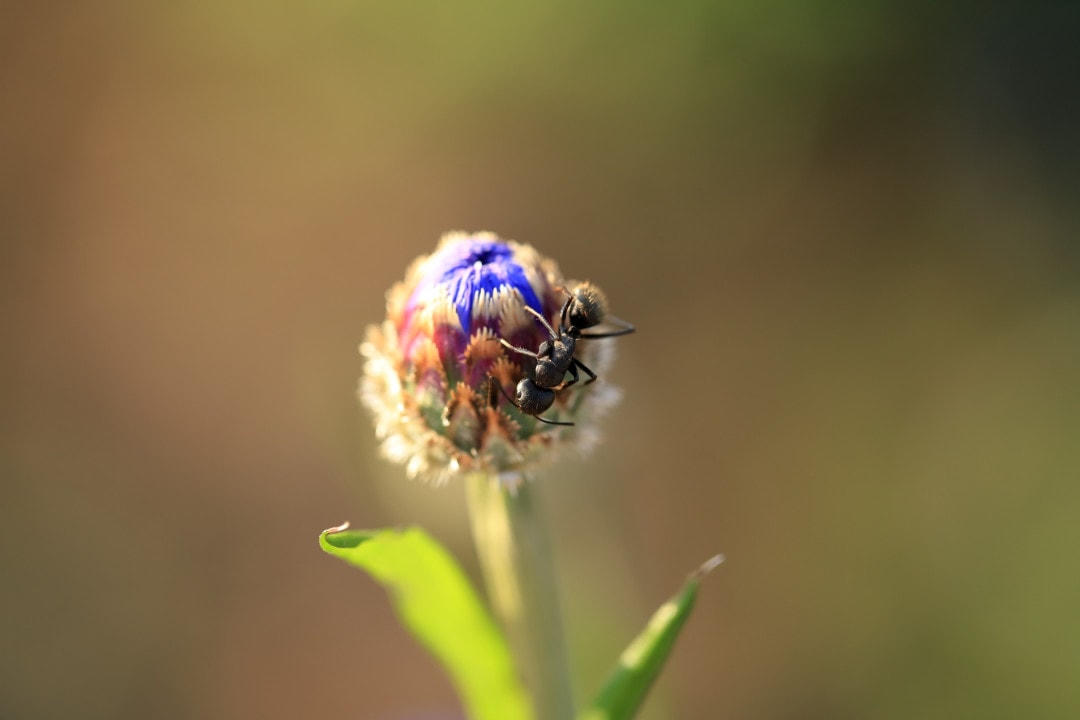 Những loài động vật có thể thụ phấn