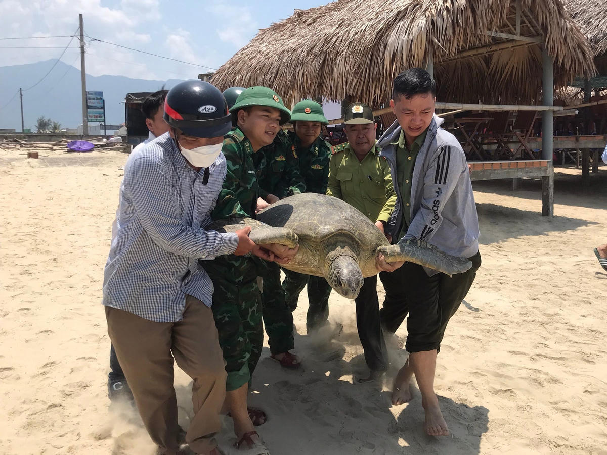 Lực lượng chức năng thả cá thể vích về môi trường tự nhiên. Ảnh: N.B.