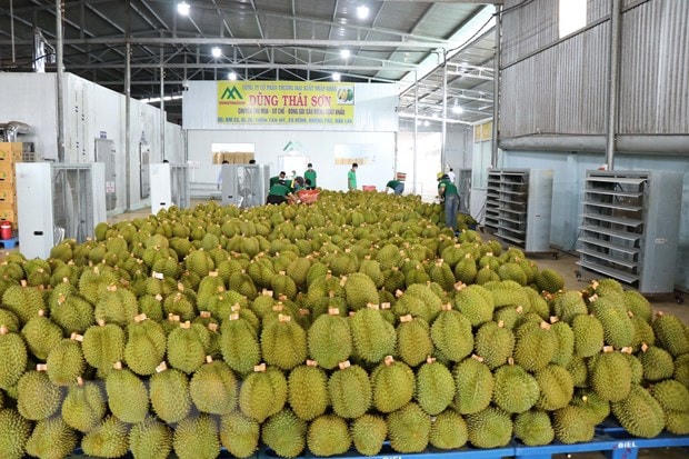 Doanh nghiệp thu mua sầu riêng đủ tiêu chuẩn xuất khẩu sang Trung Quốc. Ảnh: Anh Dũng/TTXVN.