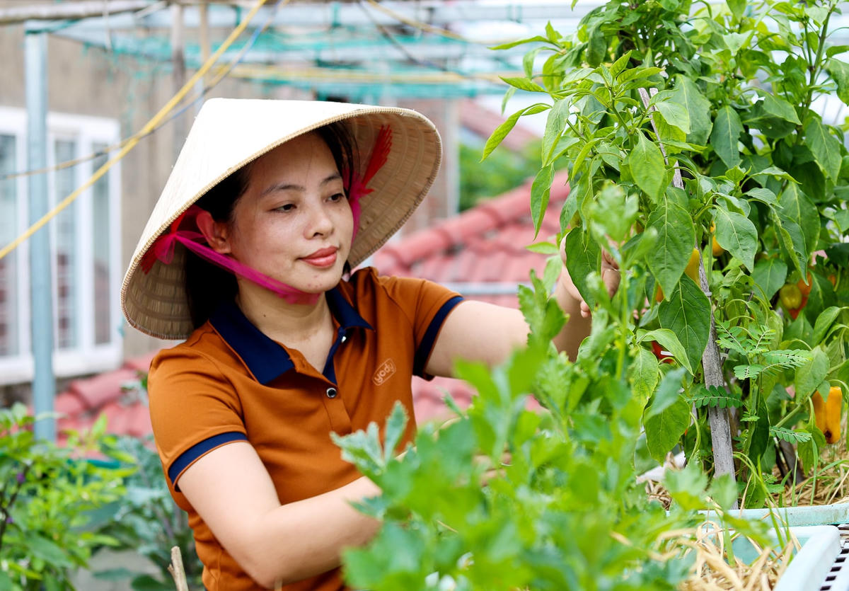 Chị Mai Thị Thuận vì không có đất nên đã tạo cho mình một khu vườn xanh mướt trên tầng 3 sân thượng.