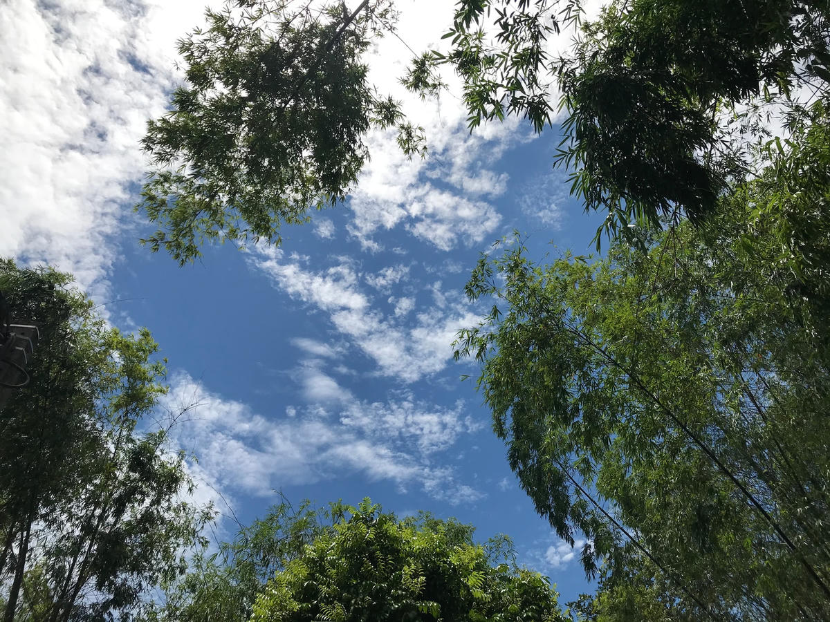 Tre xanh - vẻ đẹp làng quê. Ảnh: Đức Quang.