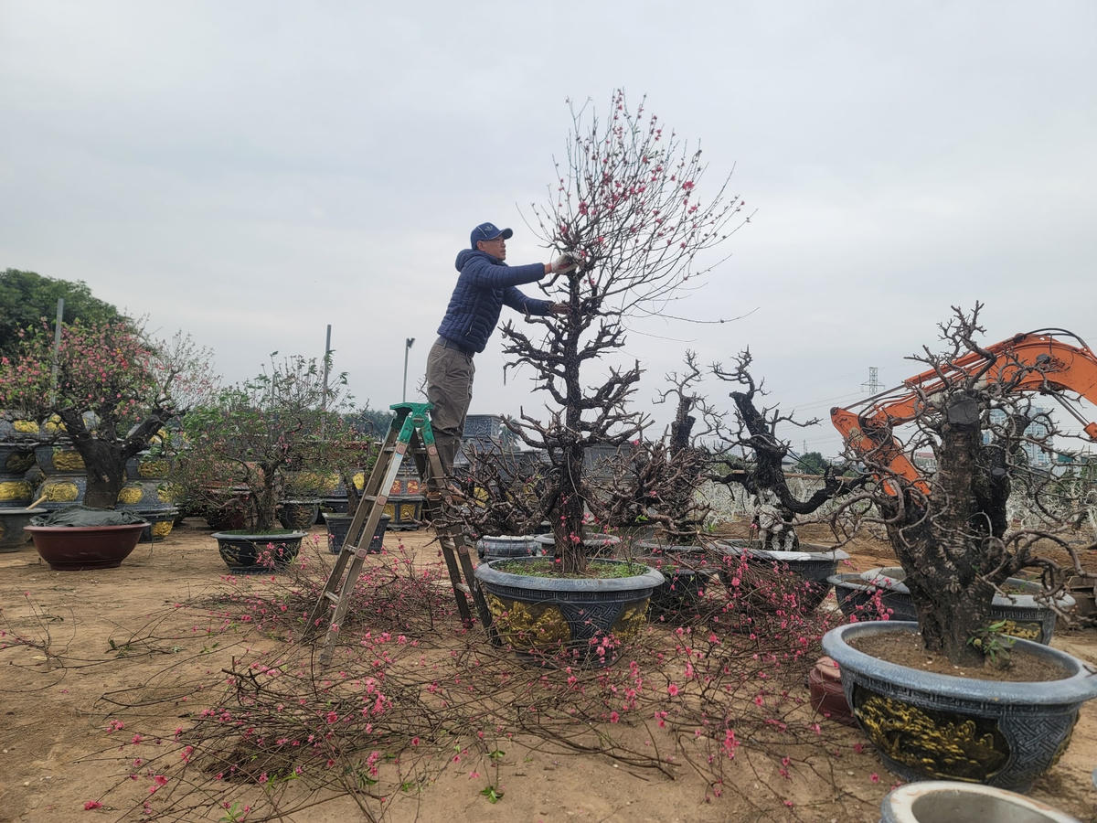 Chủ vườn đào Tuấn Việt đang cắt tỉa cây vừa cho thuê về để chuẩn bị mang đi trồng.