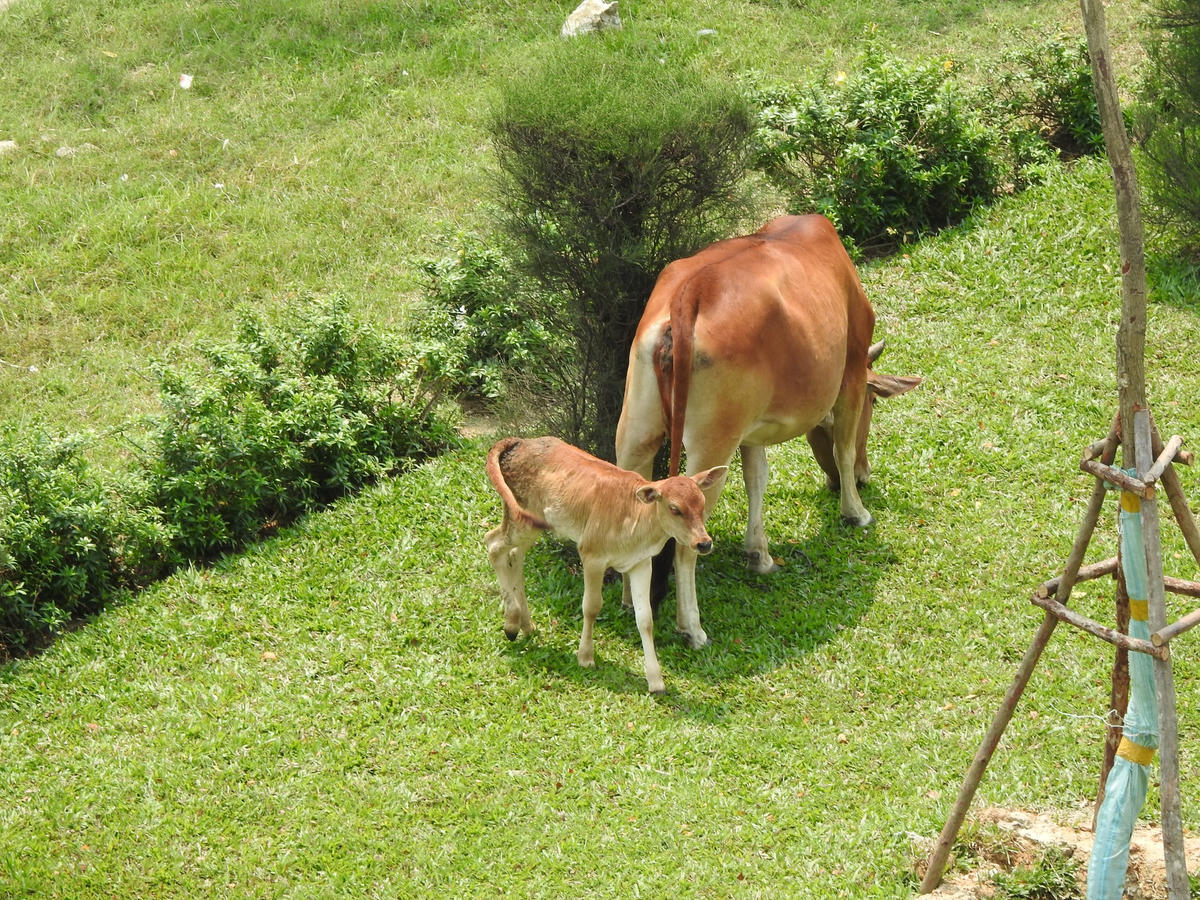Đà Nẵng: Bò thả rông nghênh ngang trên đường phố, 'khủng bố' khu dân cư 