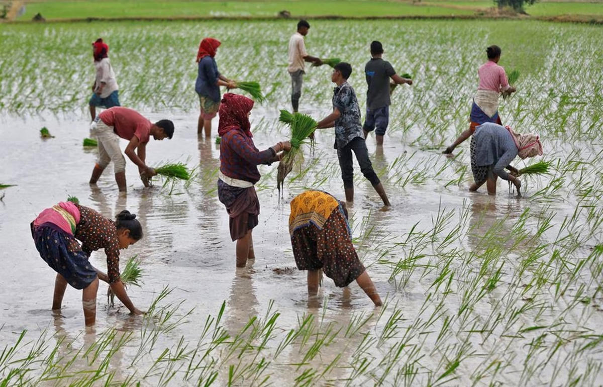 Nông dân Ấn Độ đẩy nhanh tiến độ gieo sạ trong tháng 7. Ảnh: Reuters.