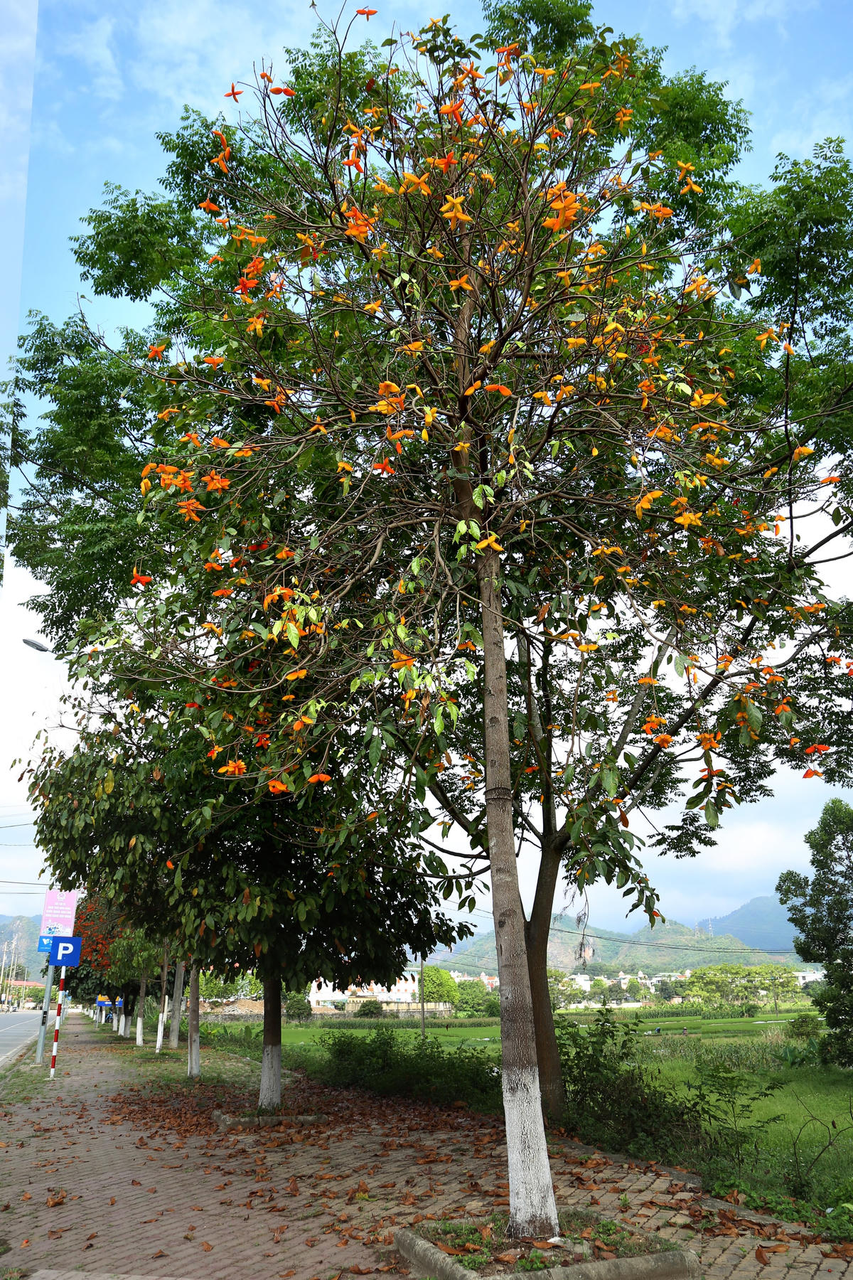 Hiện, cây sang được trồng nhiều dọc các con phố trung tâm của TP Hòa Bình. Trong đó phố Trần Quý Cáp (phường Tân Hòa) có số lượng cây nhiều hơn cả.