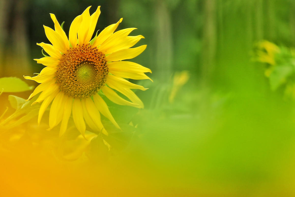 Ngắm cánh đồng hoa hướng dương rực rỡ khoe sắc