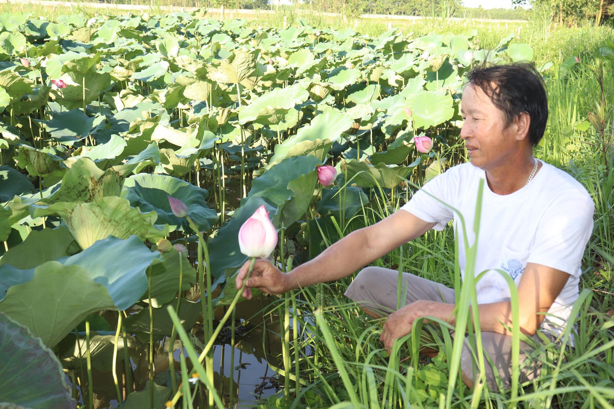 Nhờ tích tụ ruộng đất, gia đình ông Tính đã có thêm nguồn thu nhập ổn định, đóng thuế sản cho nhà nước đầy đủ.