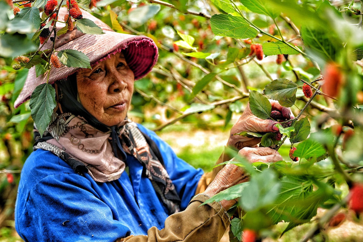 Theo bà Xoan người dân xã Dương Liễu cho biết, gia đình bà có khoảng 70 gốc dâu tằm được trồng trên mảnh đất rộng 3 sào. Những ngày này, các thành viên trong gia đình luôn có mặt ở ruộng từ sáng đến tối muộn để thu hoạch.
