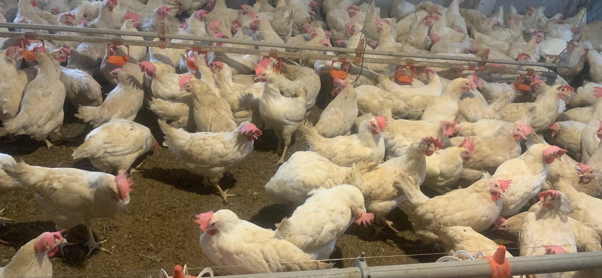 XK gia cảnhxk gia cầm