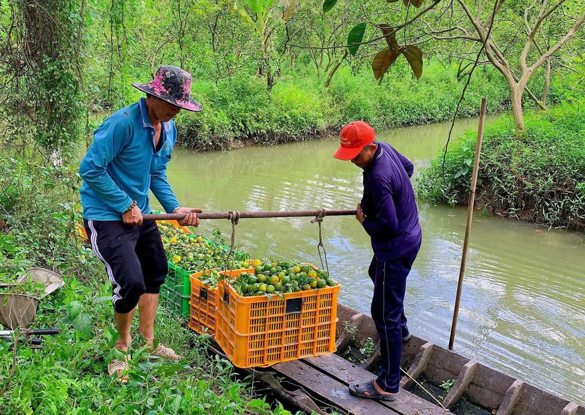 Người dân Lai Vung thu hoạch quýt. Hầu hết quýt ở đây được trồng theo luống có kênh dẫn nước ở giữa. Nông dân thường đi ghe thuyền để thu hoạch trái.