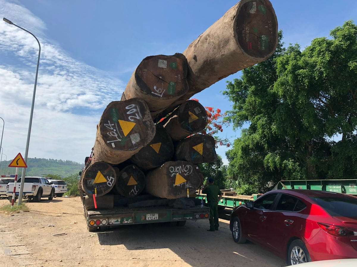 Số gỗ lim trên xe đầu kéo BKS 15H - 010.97 có đường kính mỗi lóng gần 1 m.