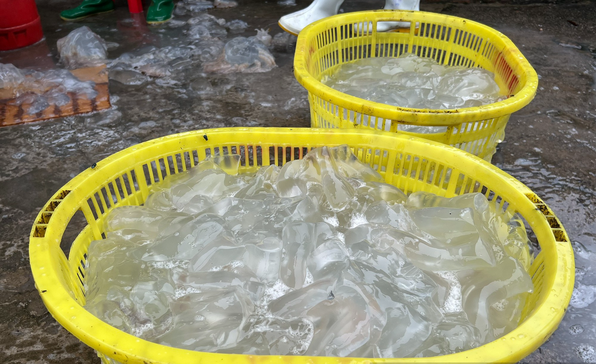 Sứa thành phẩm có thể chế biến thành nhiều món như nộm sứa, lẩu sứa, canh chua... Đặc biệt món nộm sứa là món ăn vùng biển vô cùng hấp dẫn, thanh mát, mang lại hàm lượng chất dinh dưỡng cao cho cơ thể nên được nhiều người ưa chuộng.